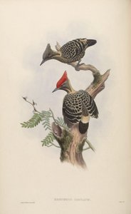 Hemicercus hartlaubi = Hemicircus concretus sordidus